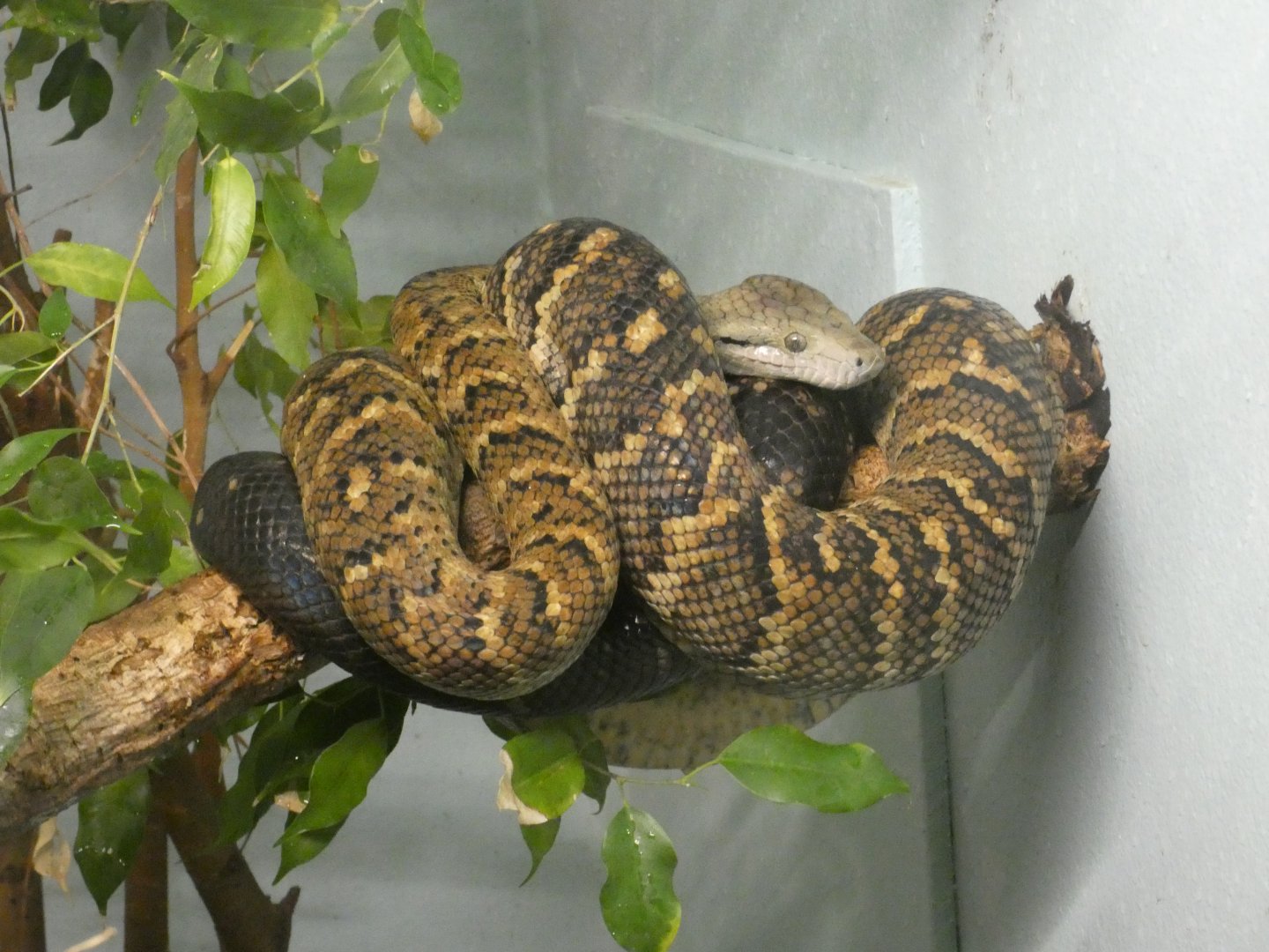 Jamaican boa