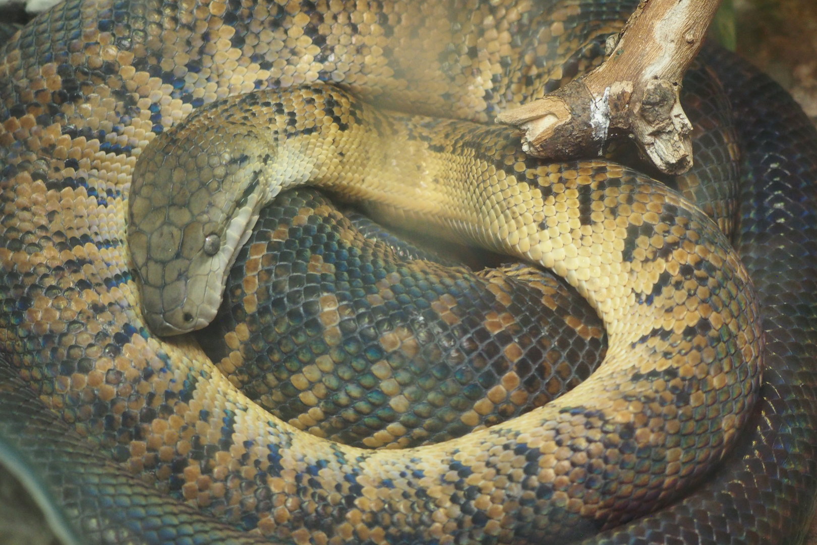Jamaican Boa