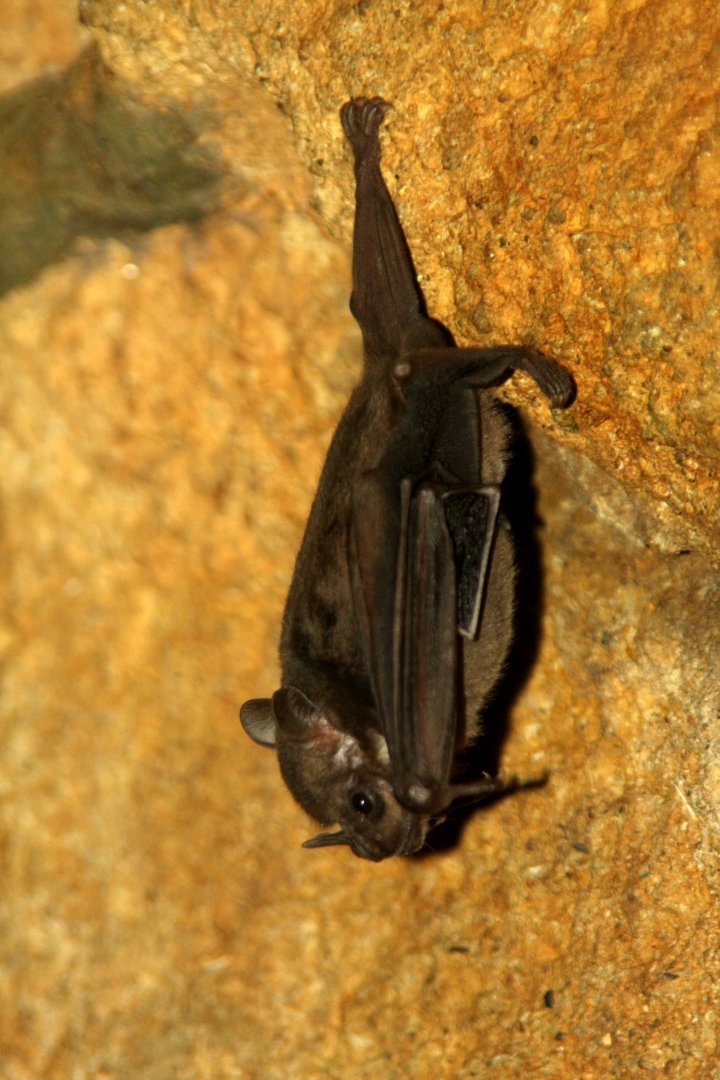 Jamaican, common or Mexican fruit bat (Artibeus jamaicensis) 2010
