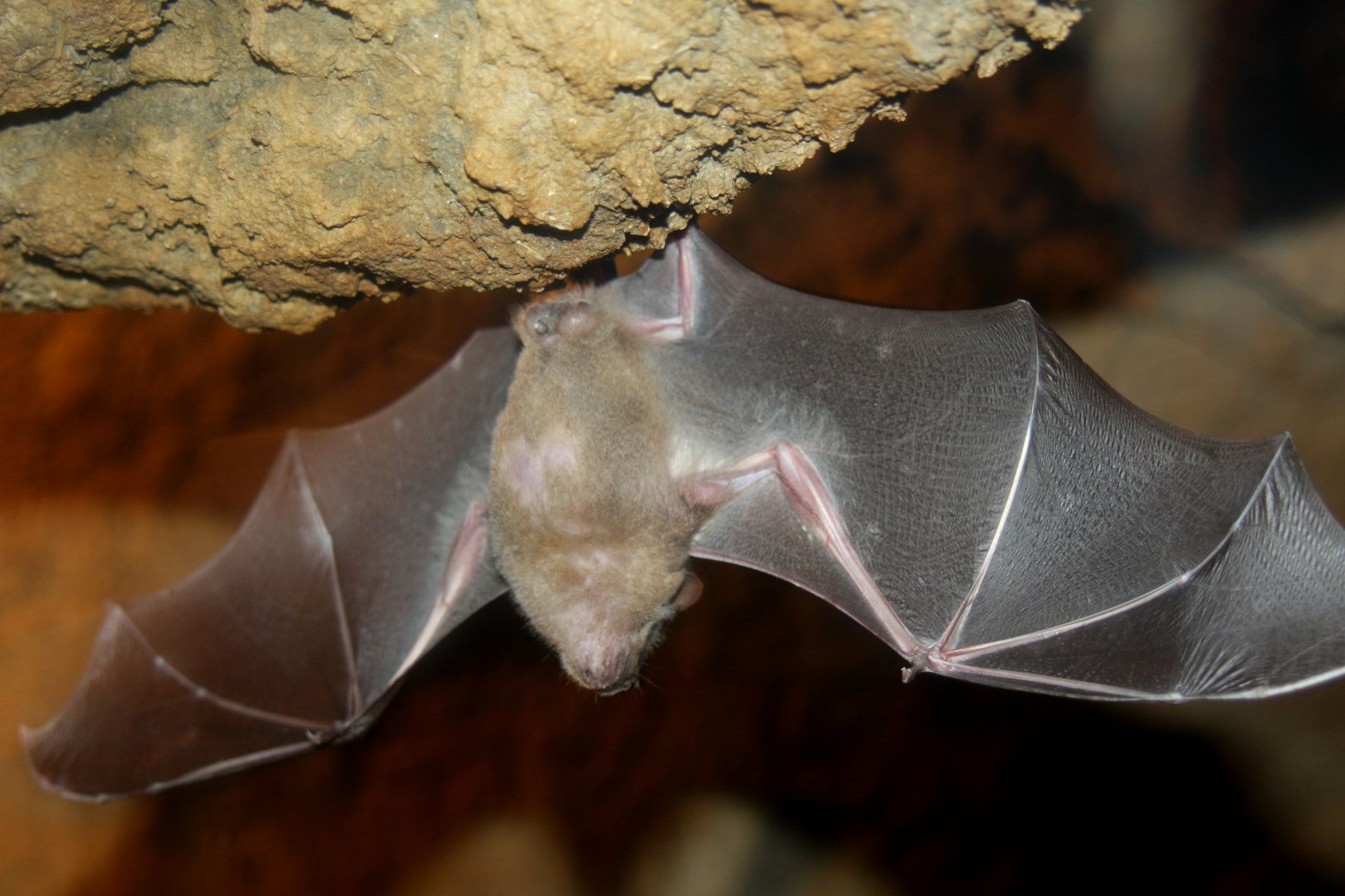 Jamaican, common or Mexican fruit bat (Artibeus jamaicensis) 2010