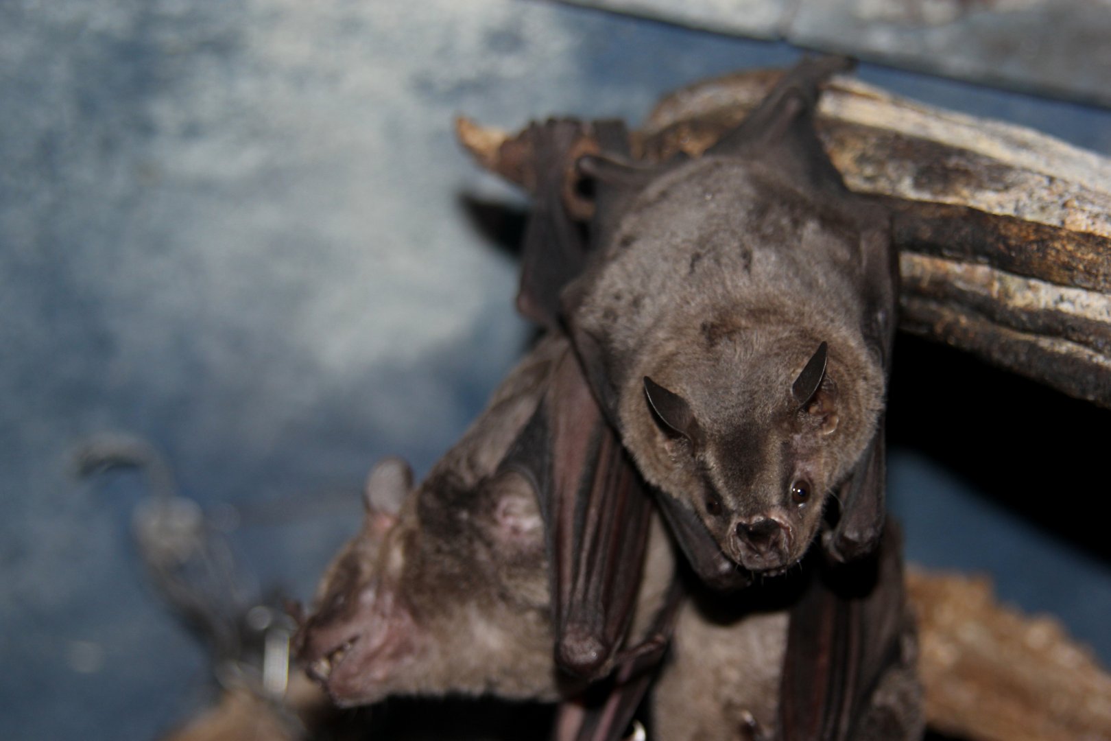 Jamaican, common or Mexican fruit bat (Artibeus jamaicensis)