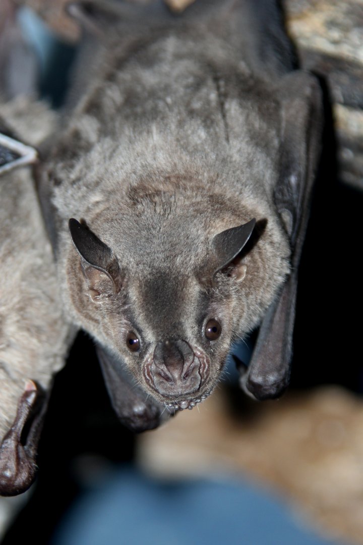 Jamaican, common or Mexican fruit bat (Artibeus jamaicensis)
