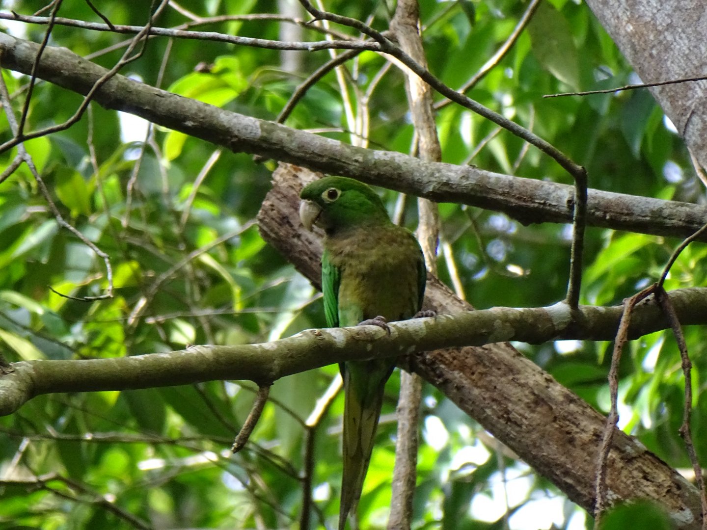 Jamaican Conure (Eupsittula nana) Wild in Jamaica