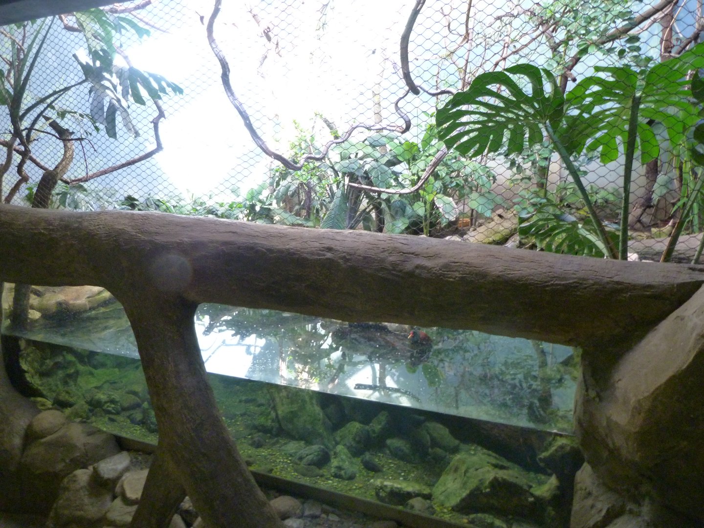 Jamaican exhibit -Zoo Praha (2025)