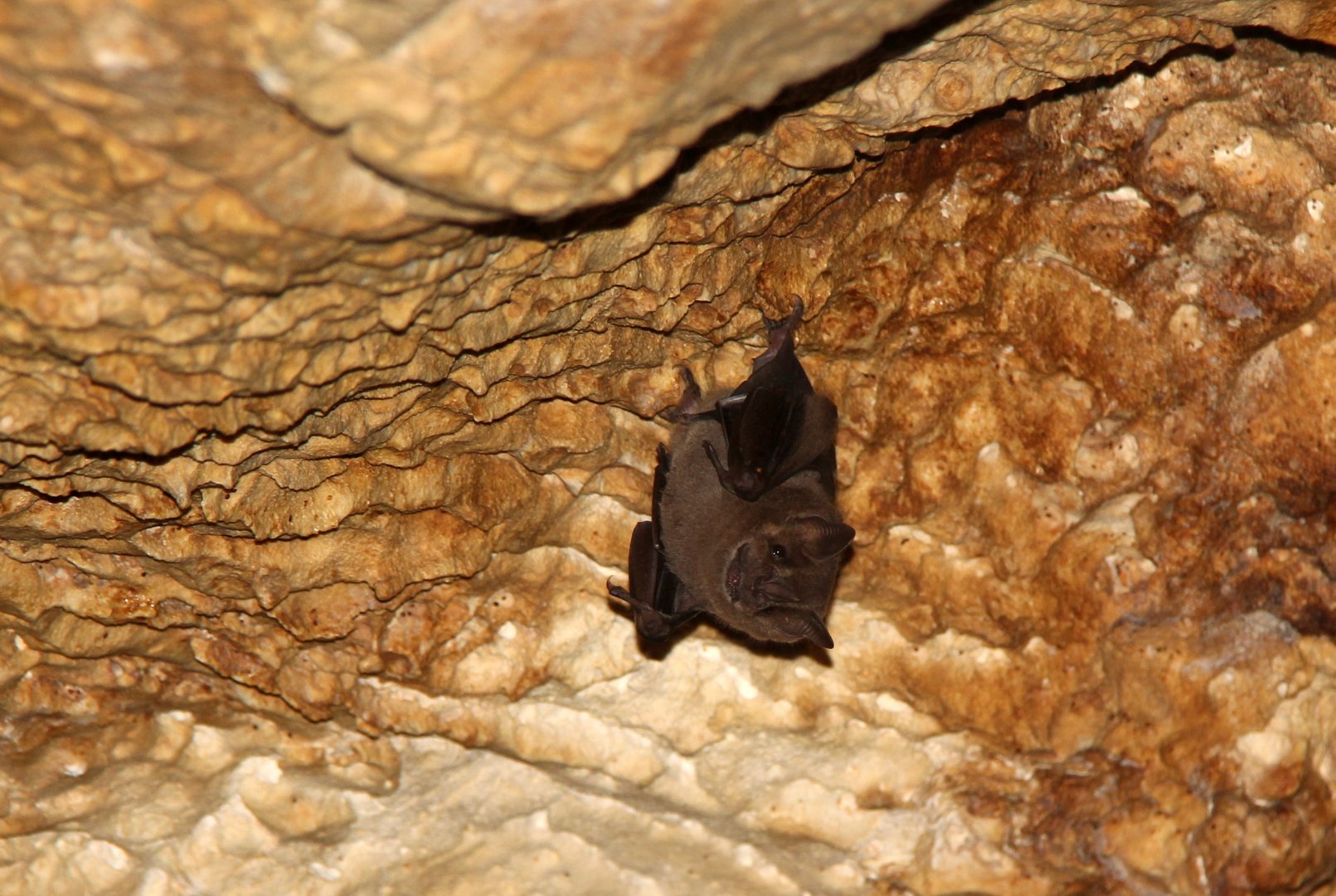 Jamaican fruit bat (Artibeus jamaicensis)