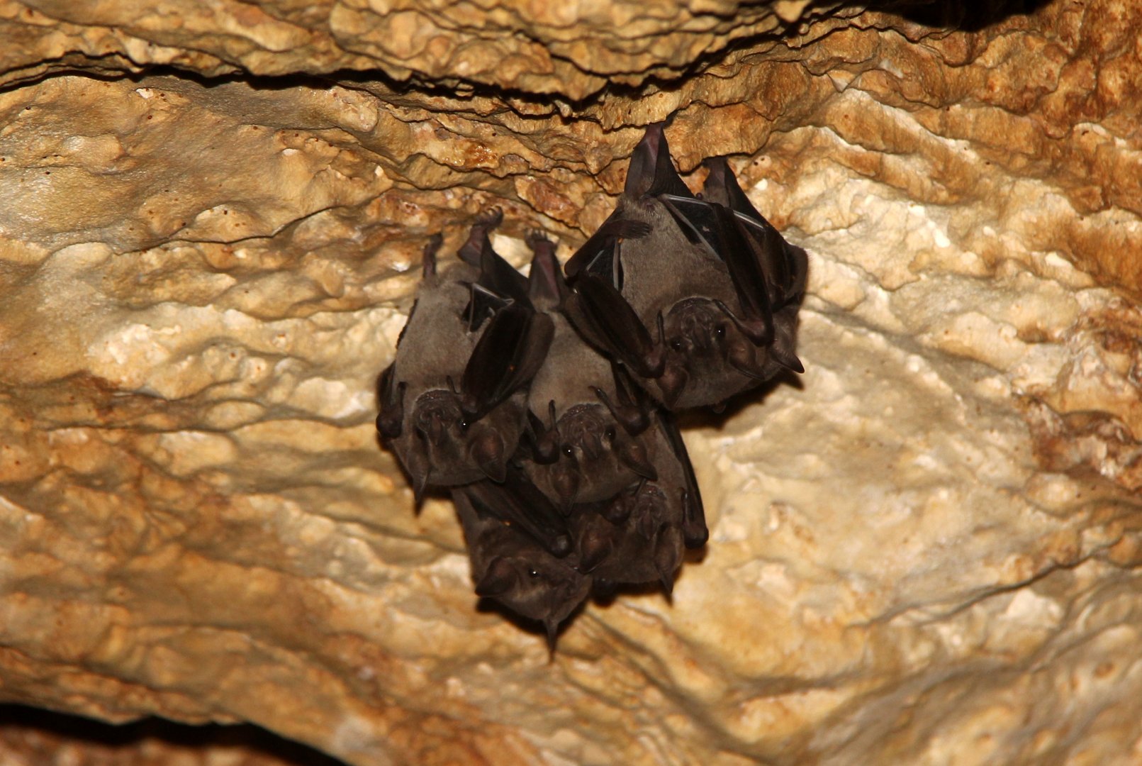 Jamaican fruit bat (Artibeus jamaicensis)