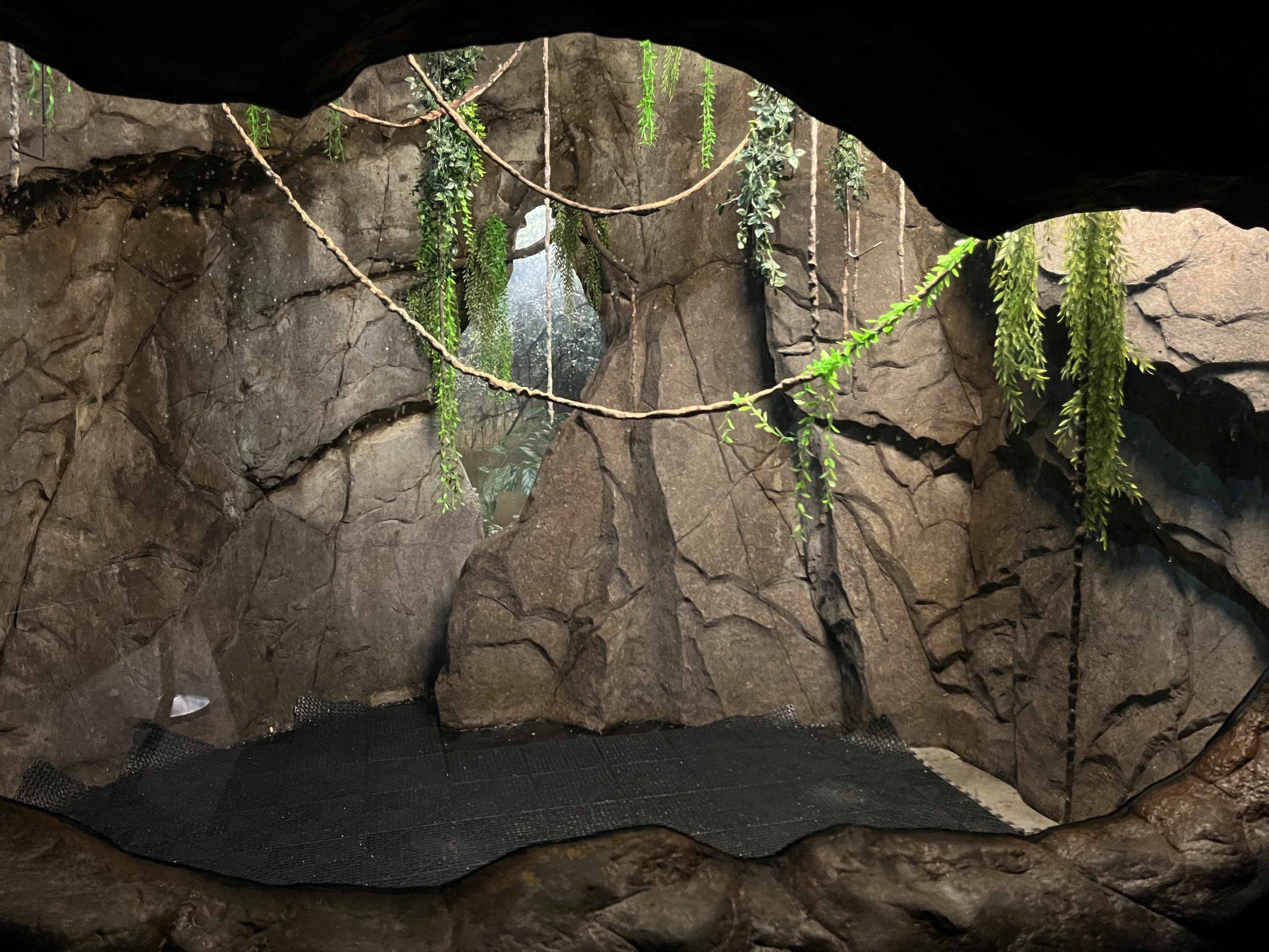 Jamaican Fruit Bat Exhibit