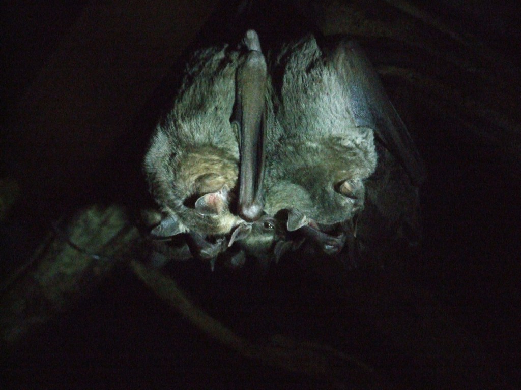 Jamaican Fruit Bats at the Bat Jungle, 21/04/14