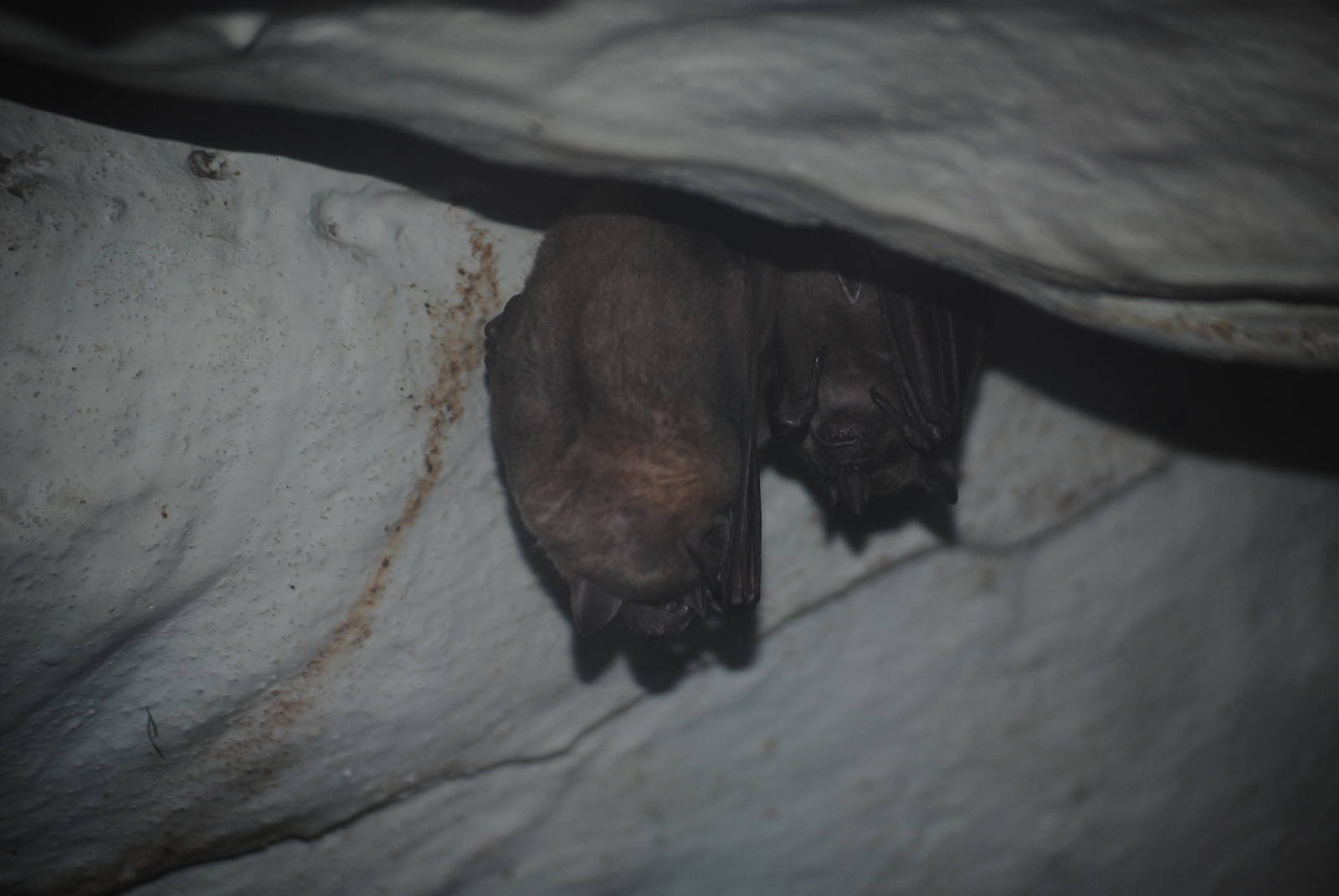 Jamaican Fruit Bats