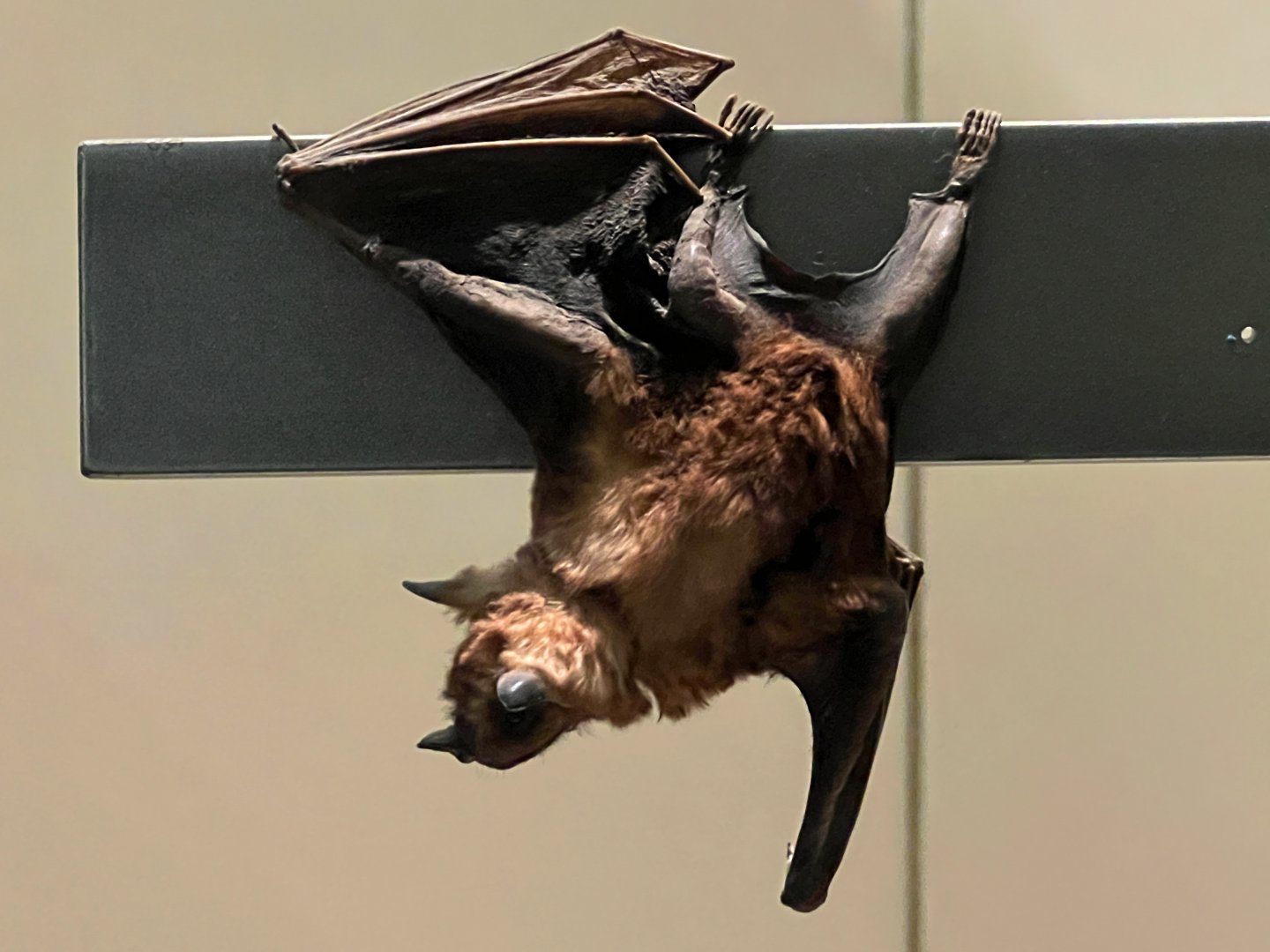 Jamaican Fruit Eating Bat