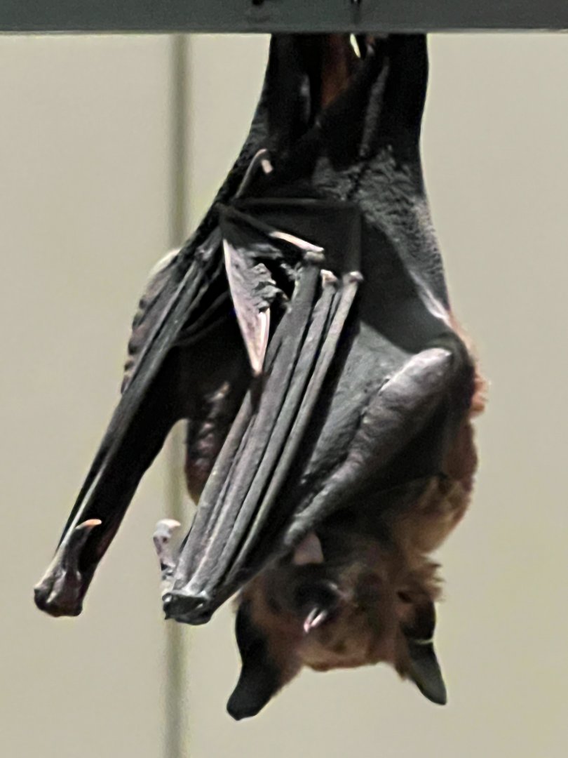 Jamaican Fruit Eating Bat