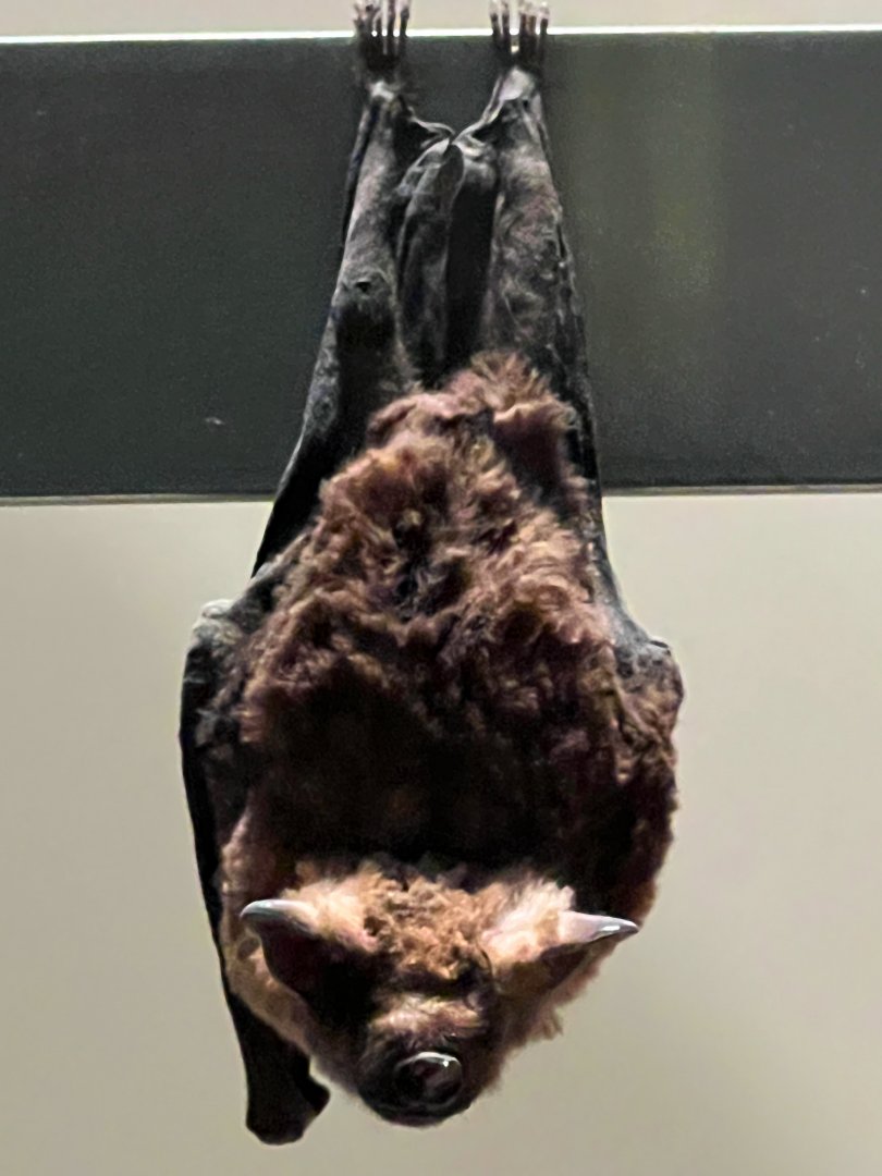 Jamaican Fruit Eating Bat