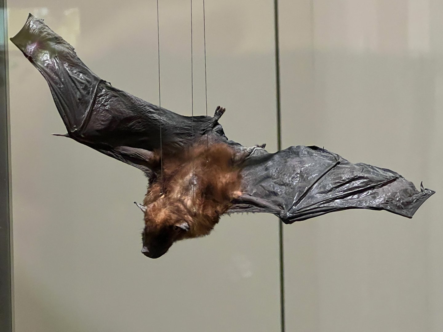 Jamaican Fruit Eating Bat