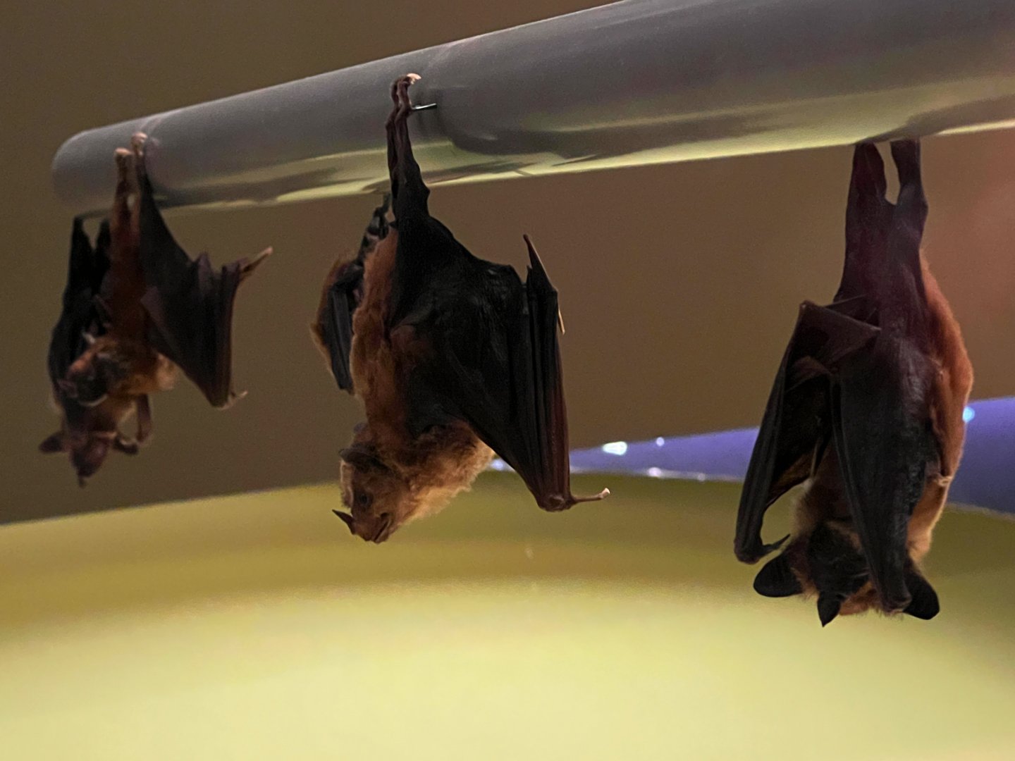 Jamaican Fruit Eating Bats