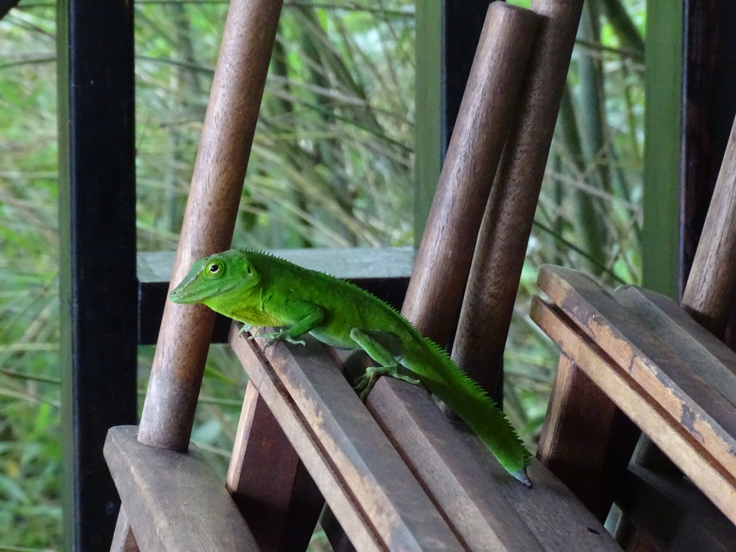 Jamaican giant anole (Anolis garmani) Wild in Jamaica