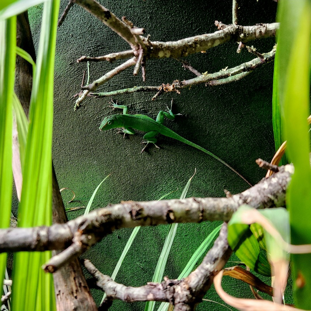 Jamaican Giant Anole (Anolis garmani)