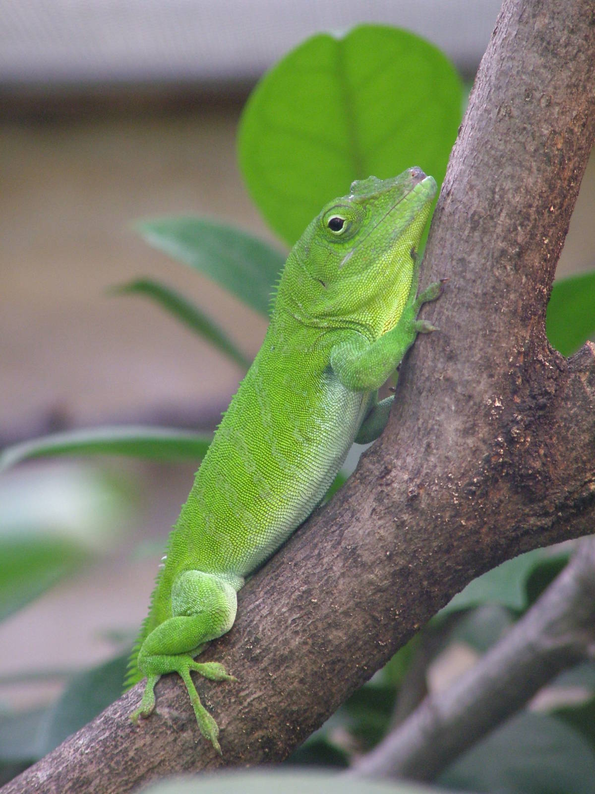 Jamaican Giant Anole at Frankfurt 31/08/10