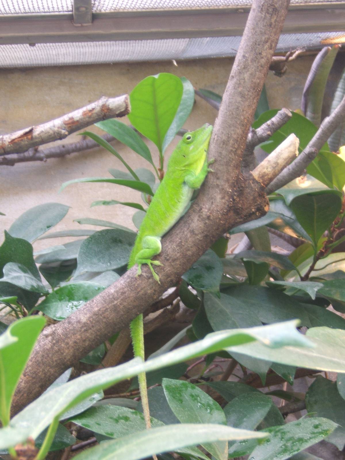 Jamaican Giant Anole