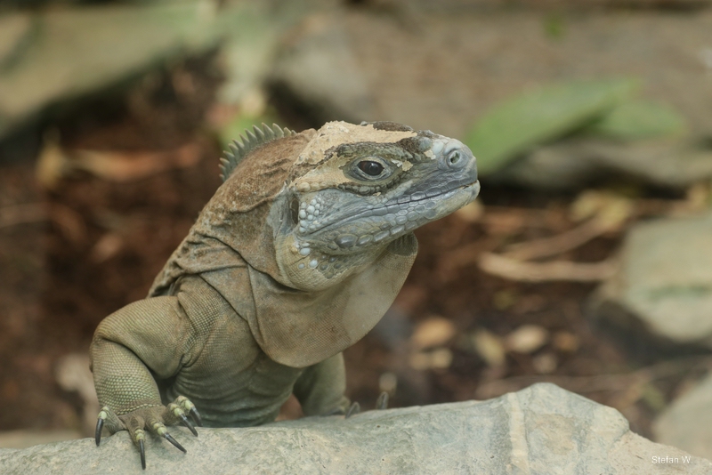 Jamaican iguana (Cyclura collei)