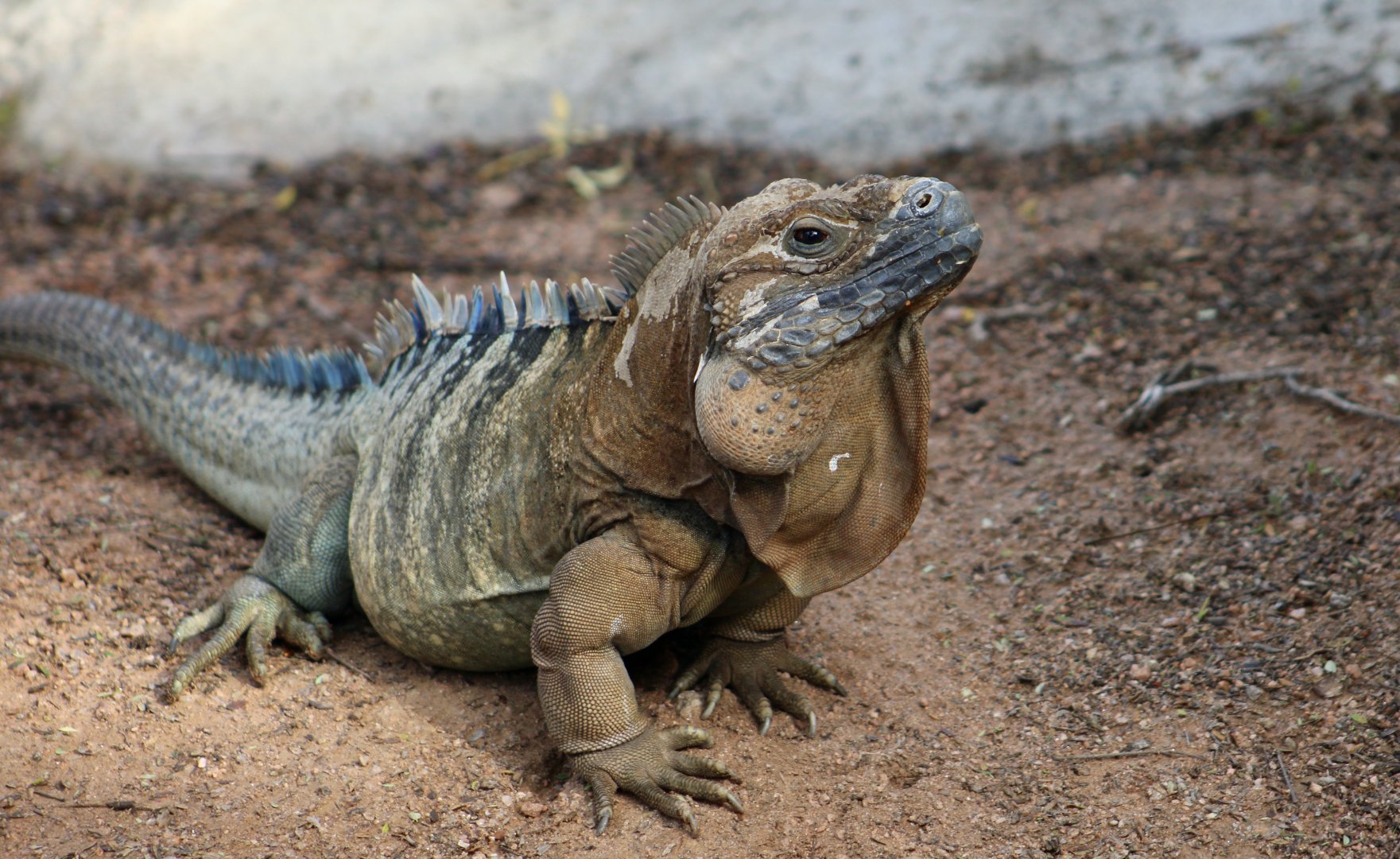 Jamaican Iguana (Cyclura collei)