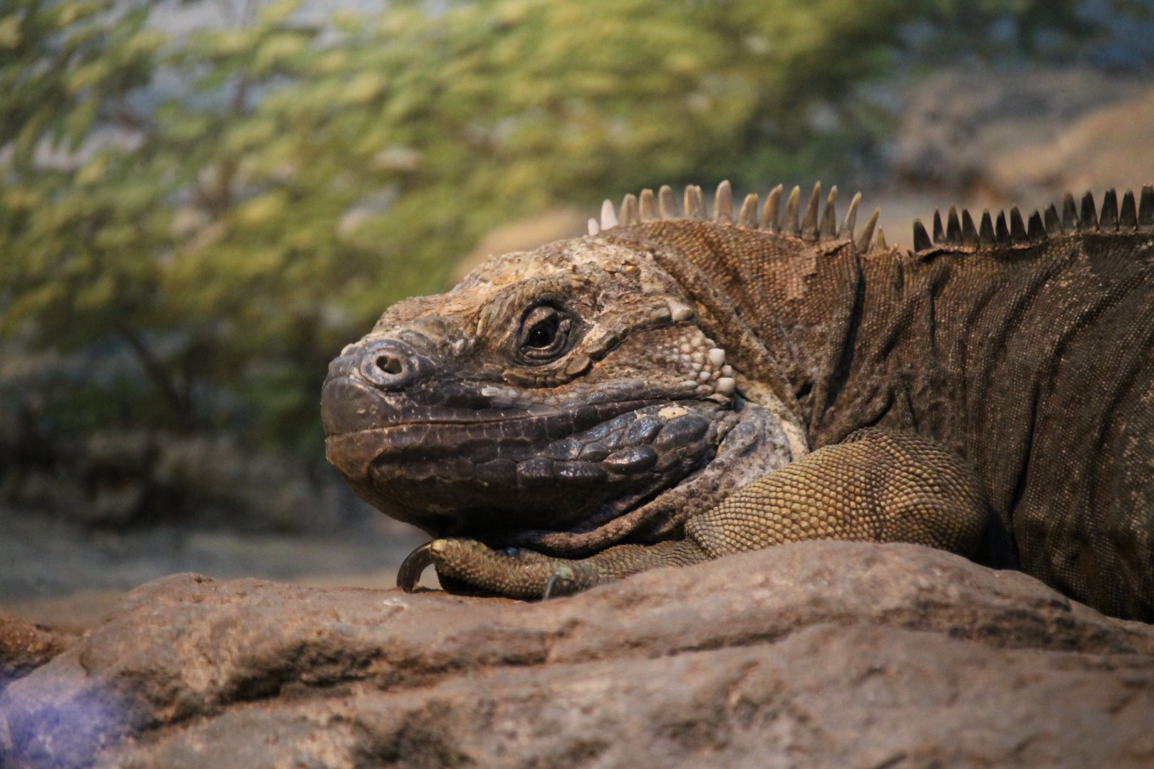 Jamaican iguana (Cyclura collei)