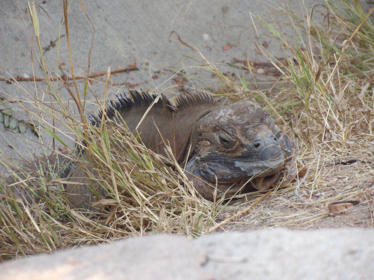 Jamaican Iguana(Cyclura collei)