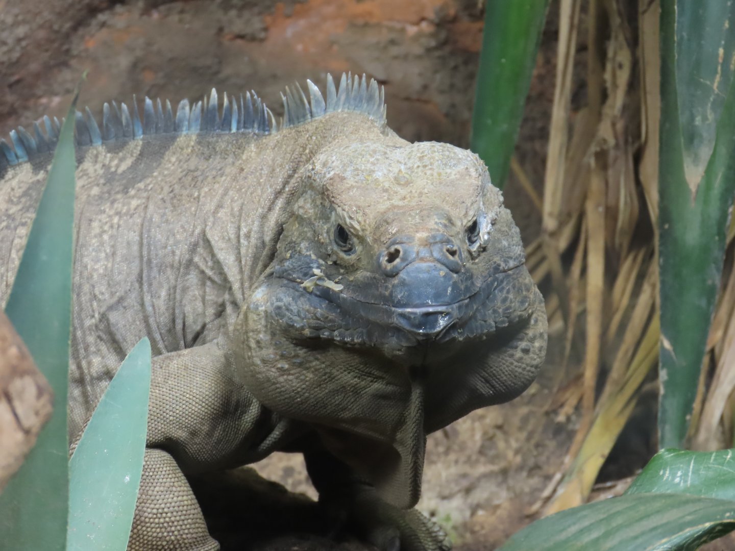 Jamaican Iguana (Cyclura collei)