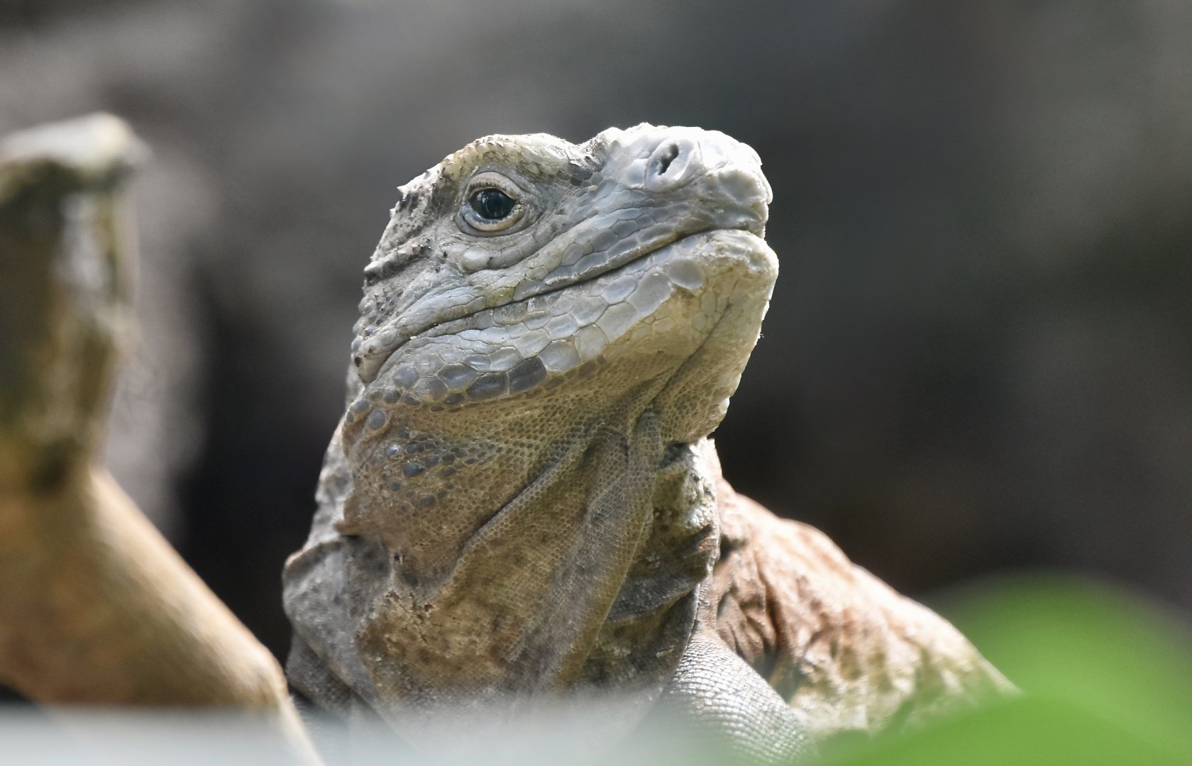 Jamaican Iguana (Cyclura collei)