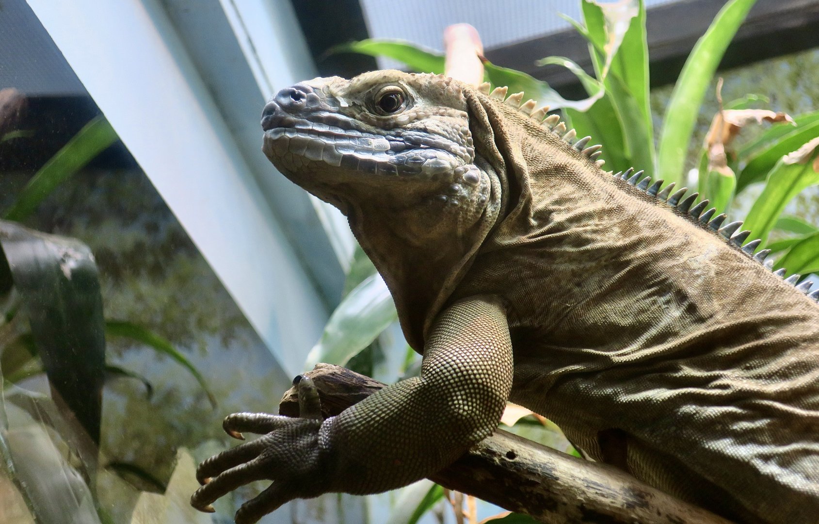 Jamaican Iguana (Cyclura collei)