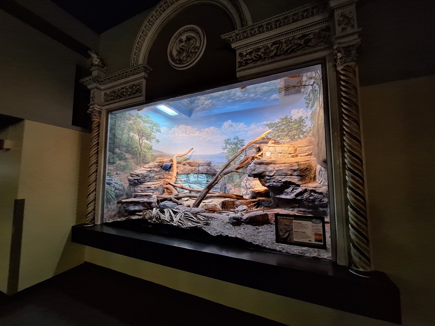 Jamaican Iguana enclosure