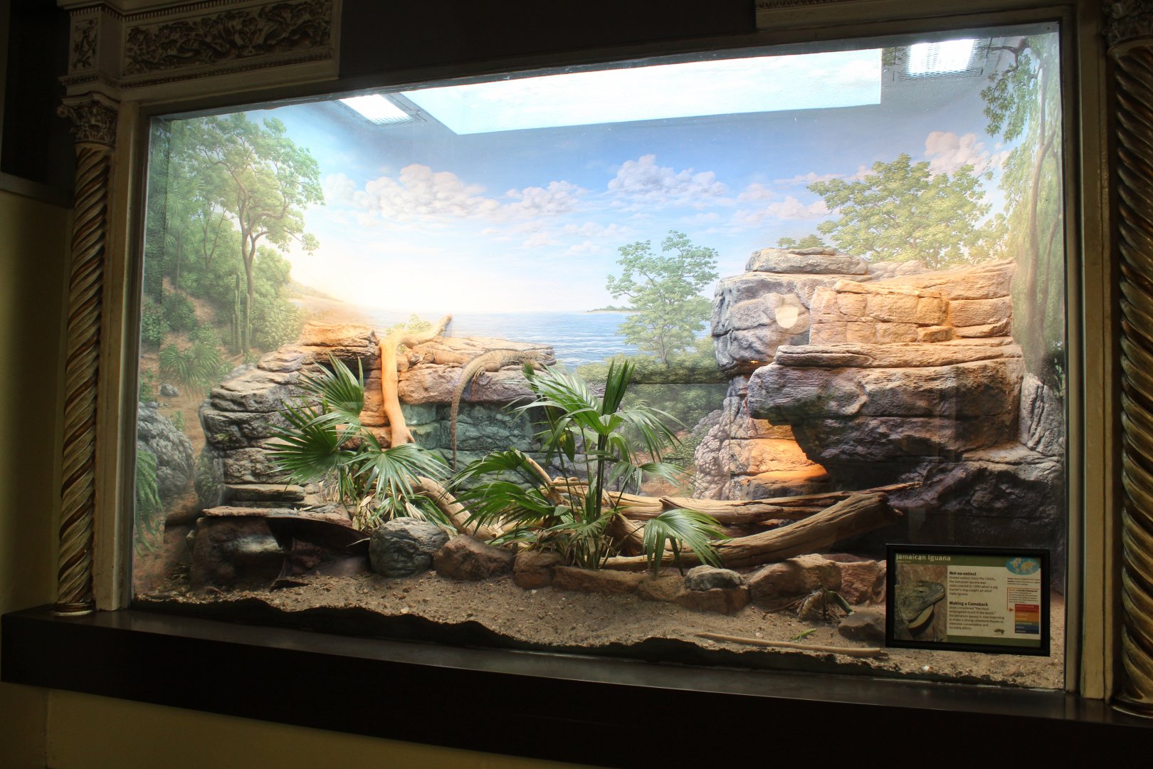 Jamaican Iguana Exhibit - Herpetarium