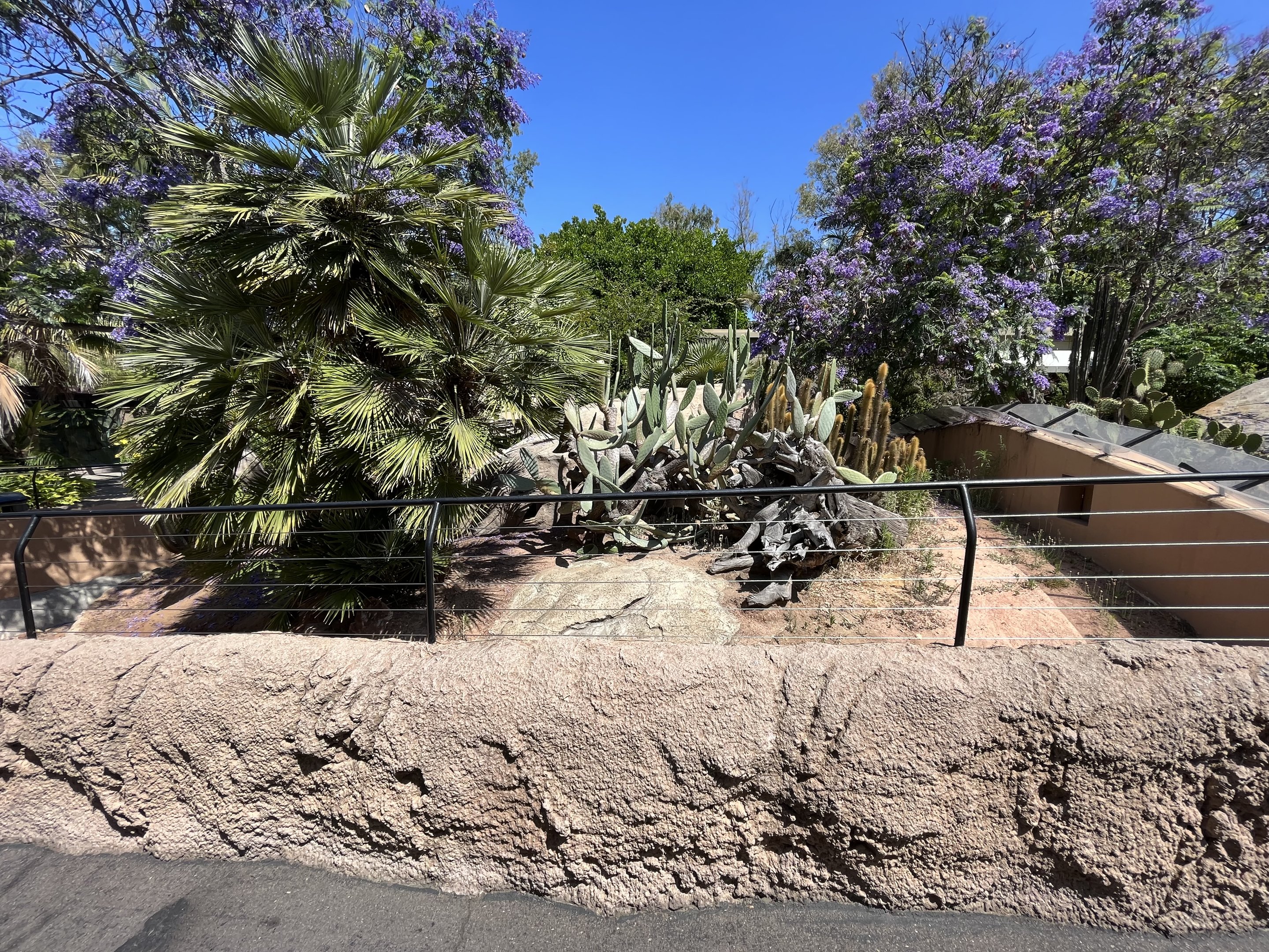 Jamaican Iguana Exhibit