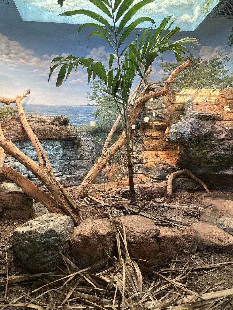 Jamaican Iguana Exhibit