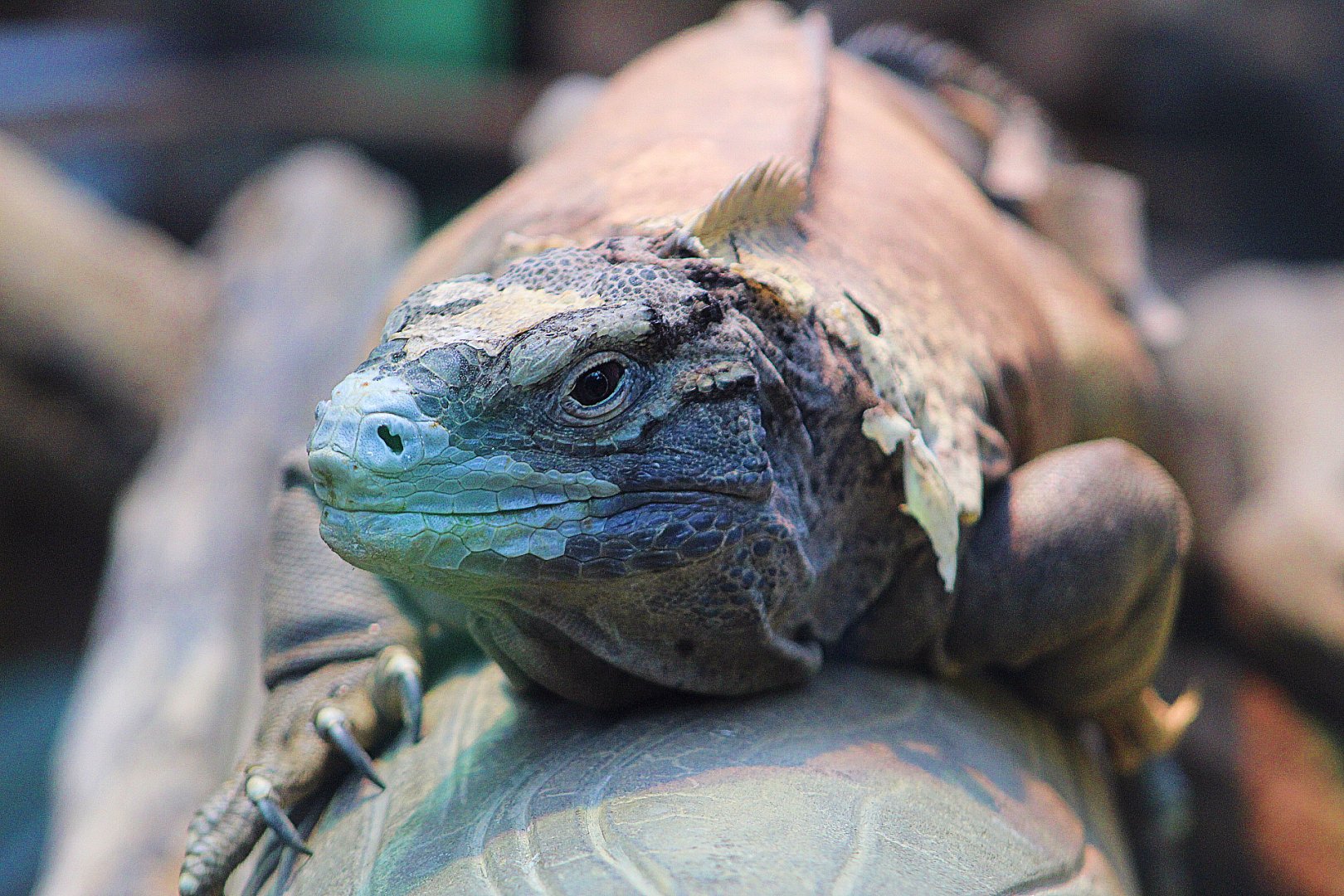 Jamaican Iguana - Small Mammal & Reptile House