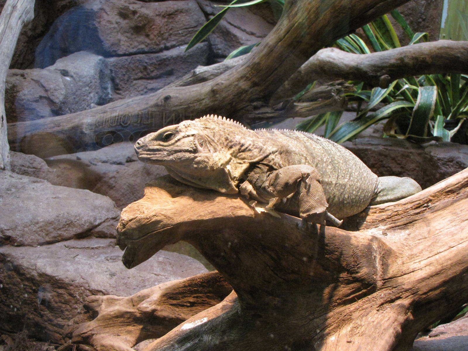 Jamaican Iguana