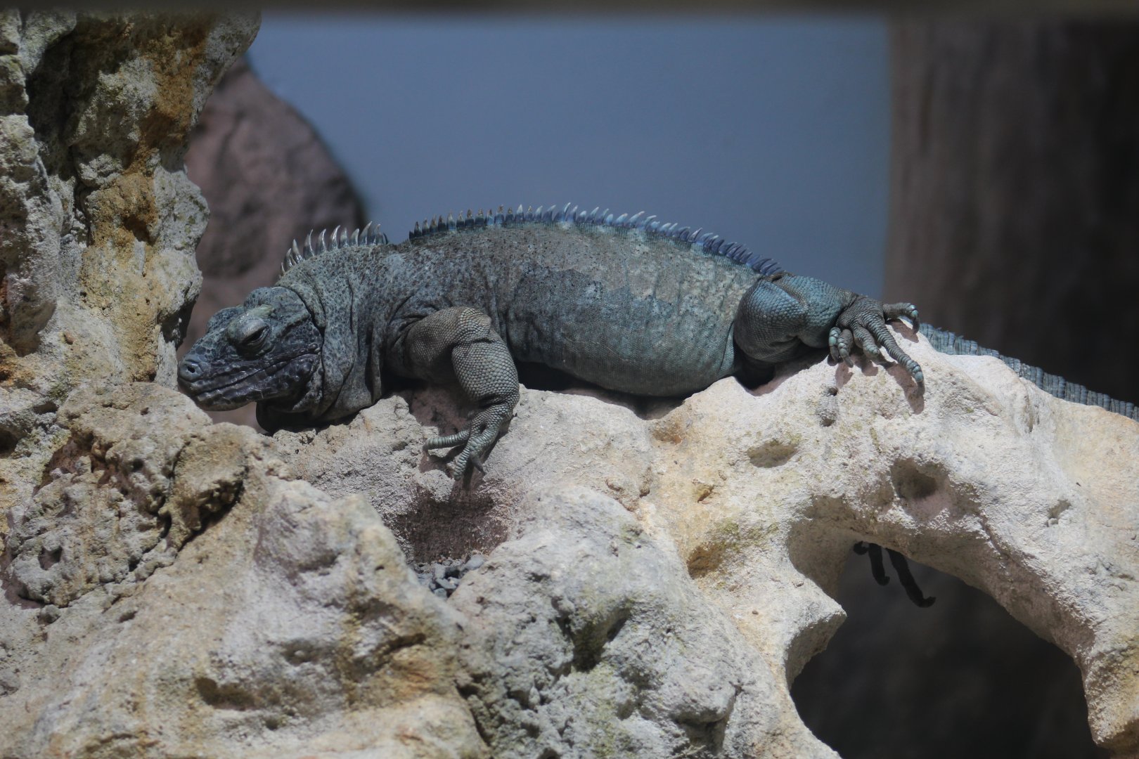 Jamaican Iguana