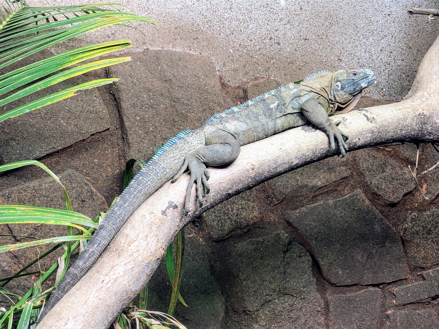 Jamaican Iguana