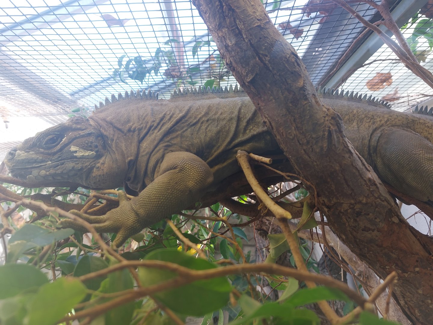 Jamaican iguana