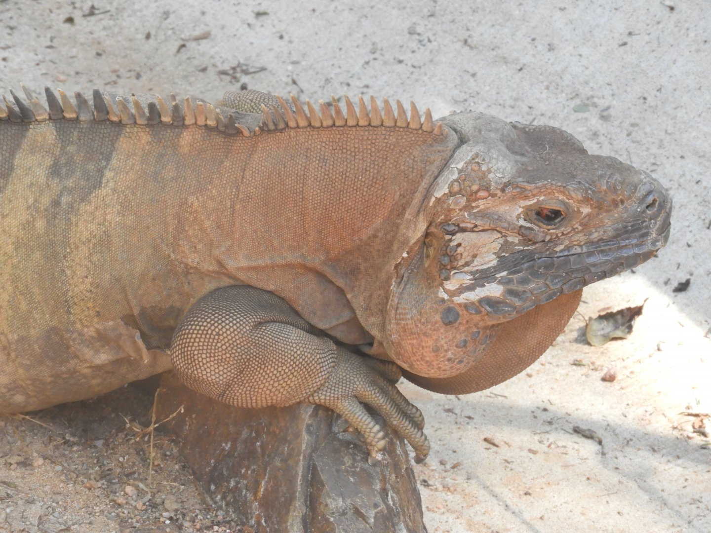 Jamaican iguana