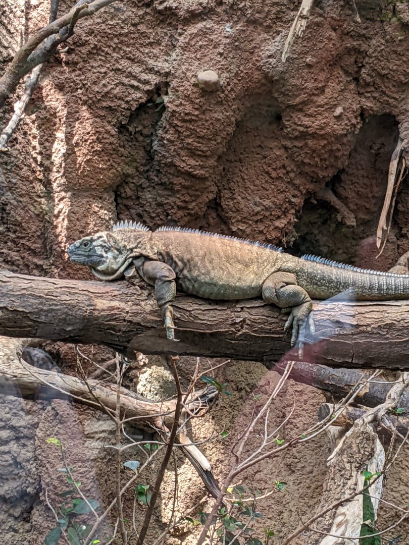 Jamaican Iguana