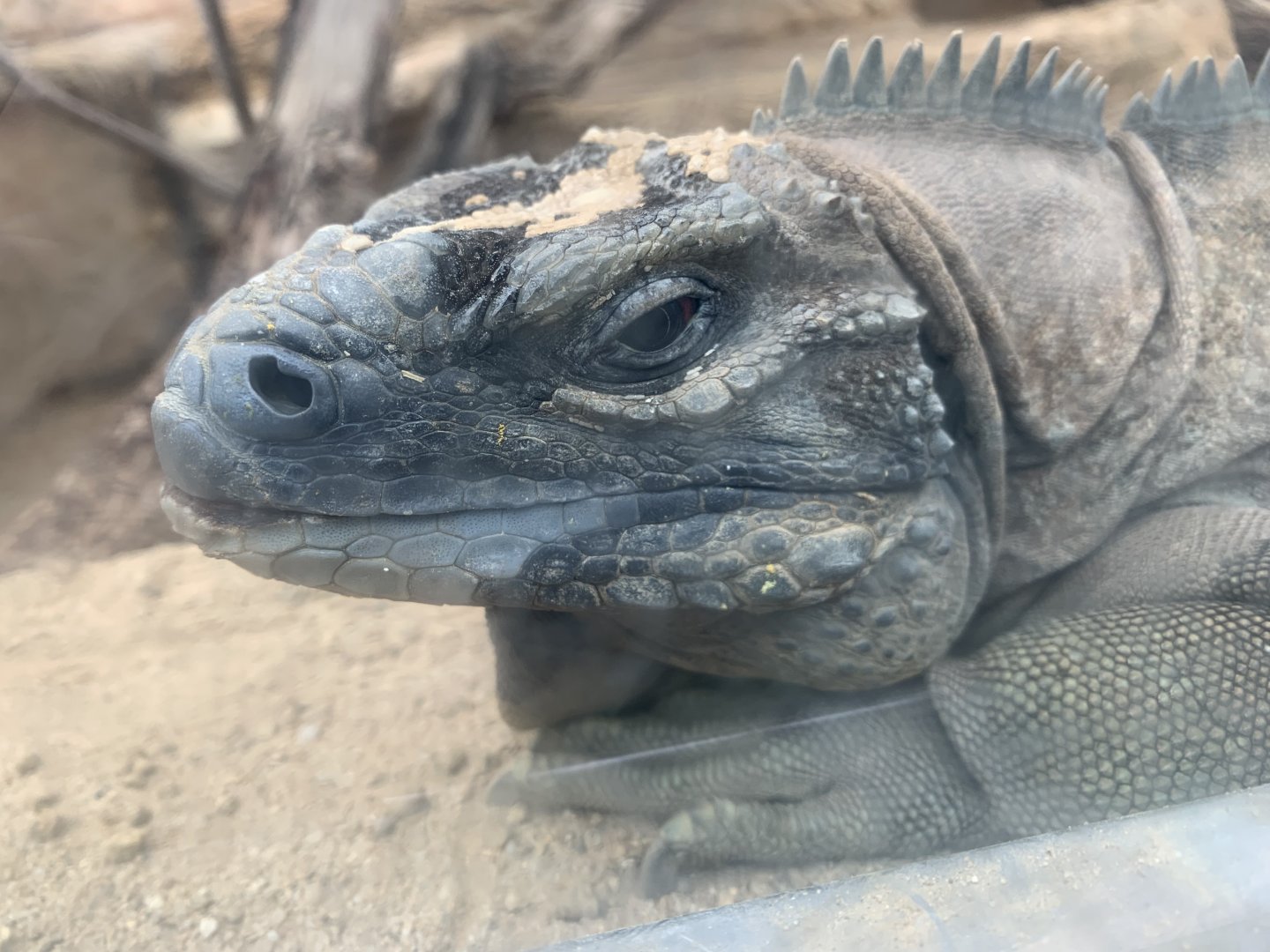 Jamaican iguana
