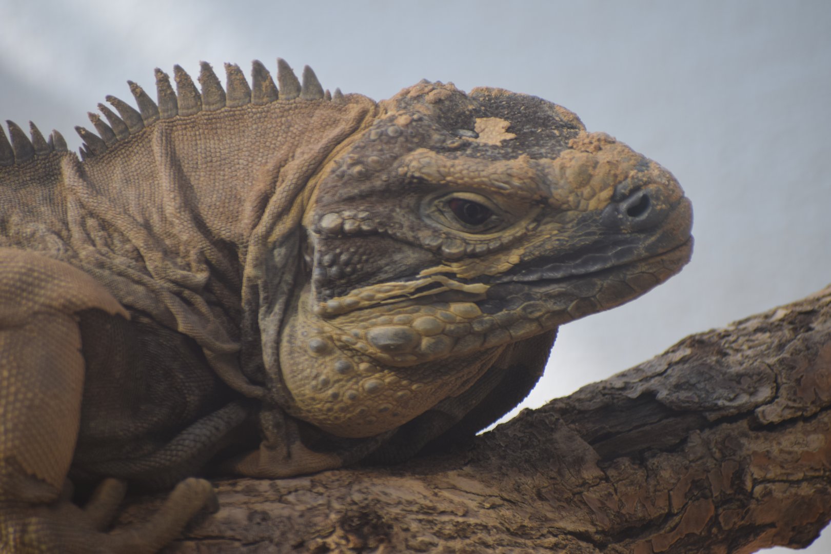 Jamaican iguana