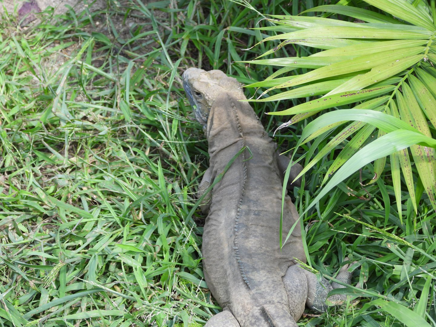 Jamaican iguana