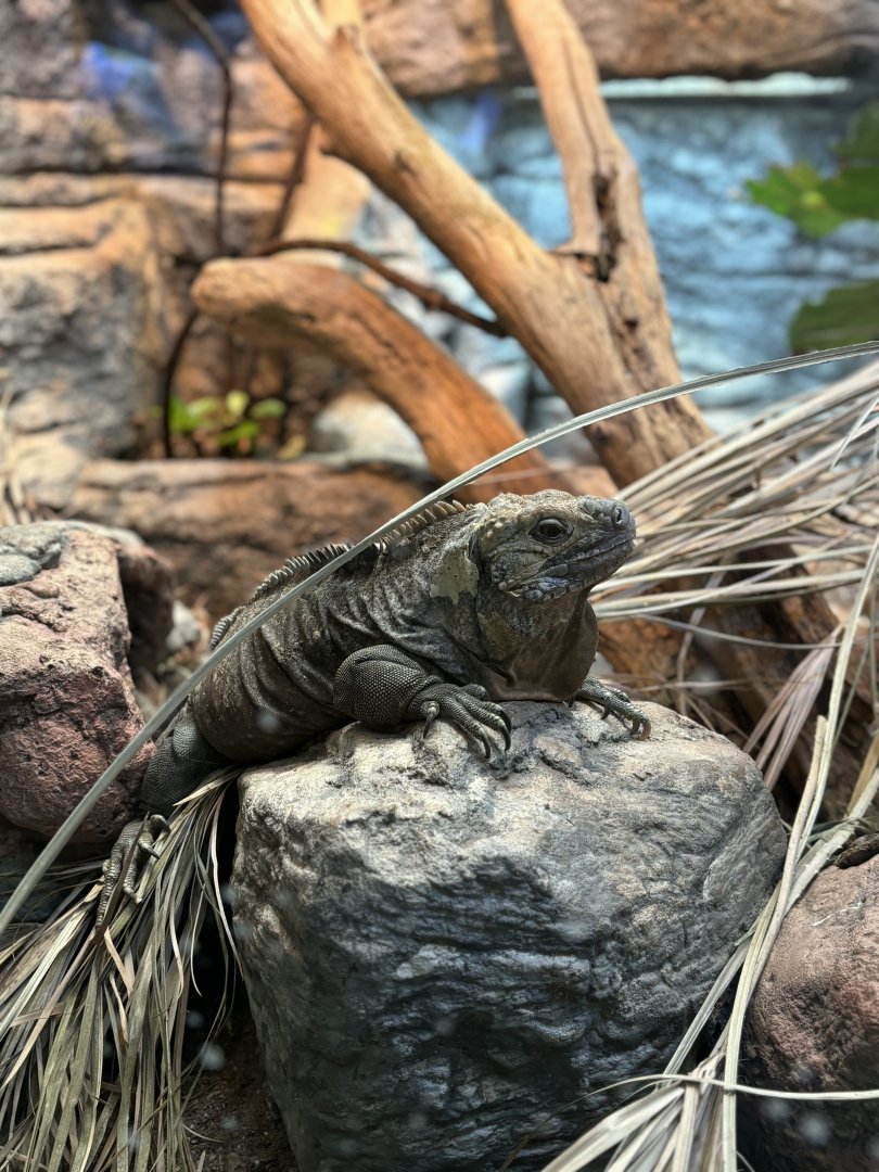 Jamaican Iguana