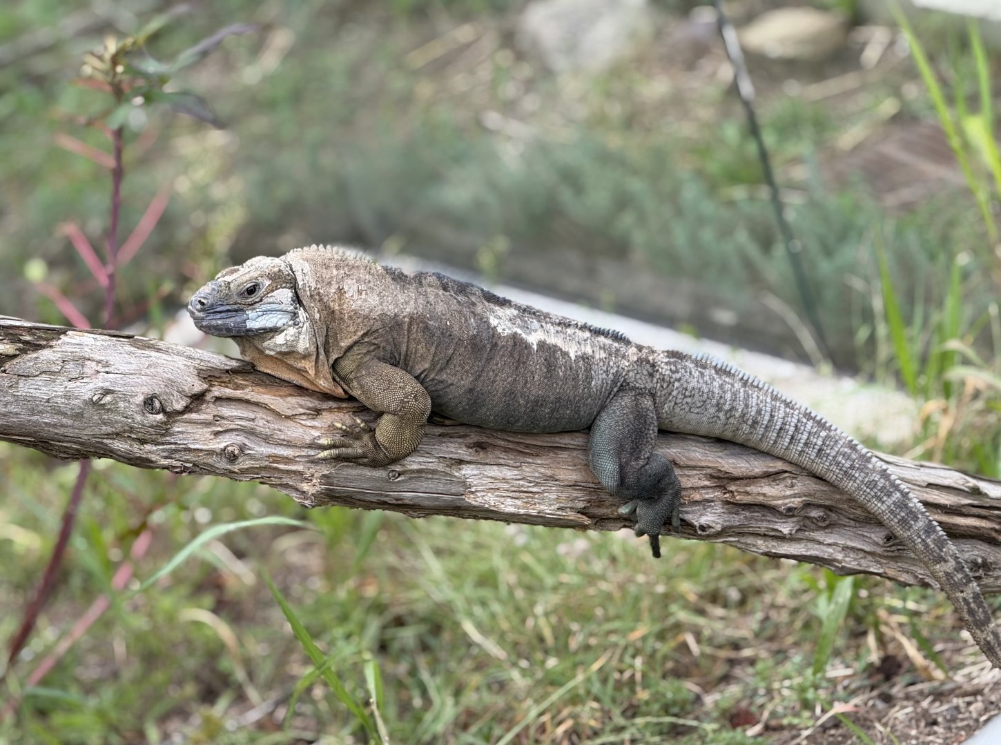 Jamaican Iguana