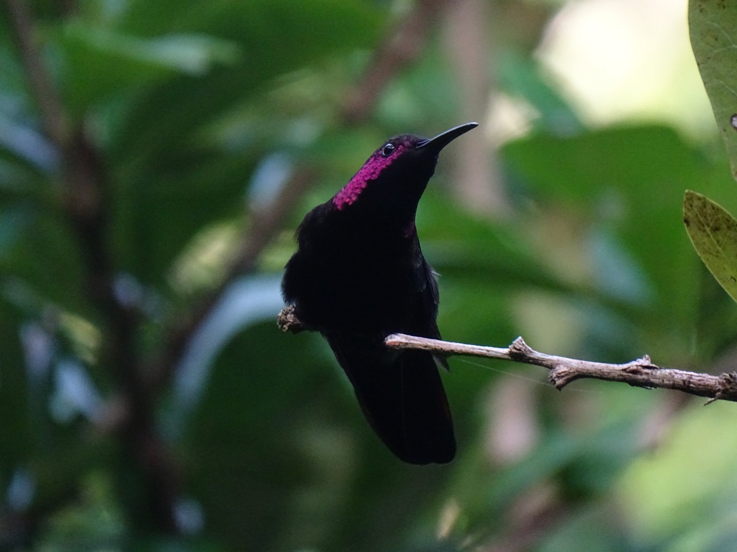 Jamaican mango (Anthracothorax mango) Wild in Jamaica