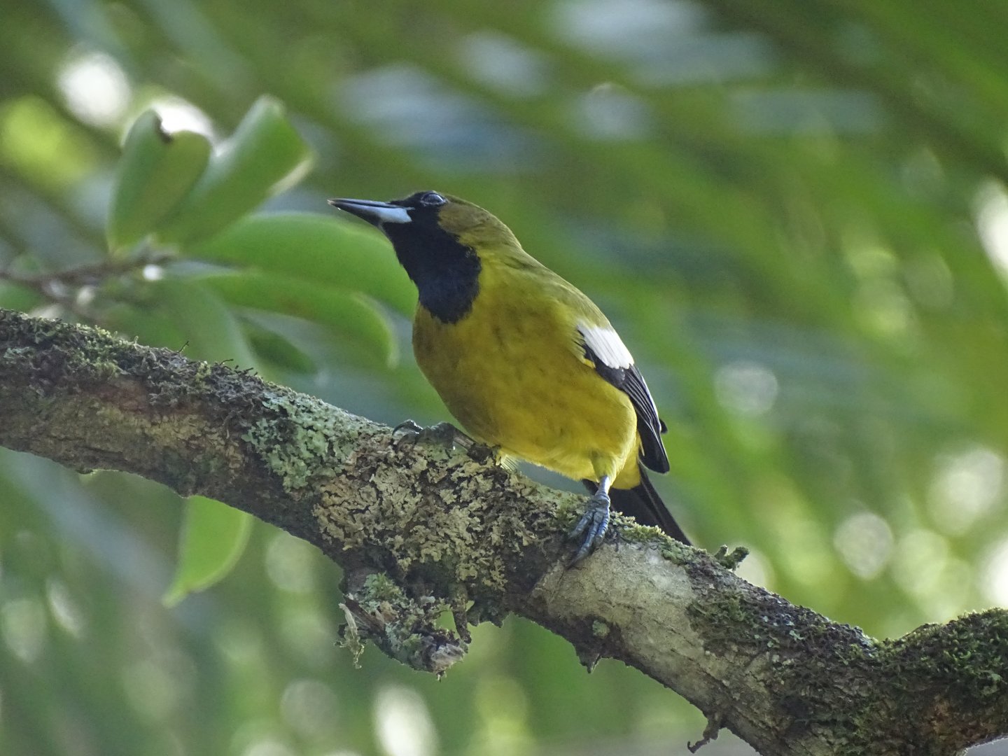 Jamaican oriole (Icterus leucopteryx) Wild in Jamaica