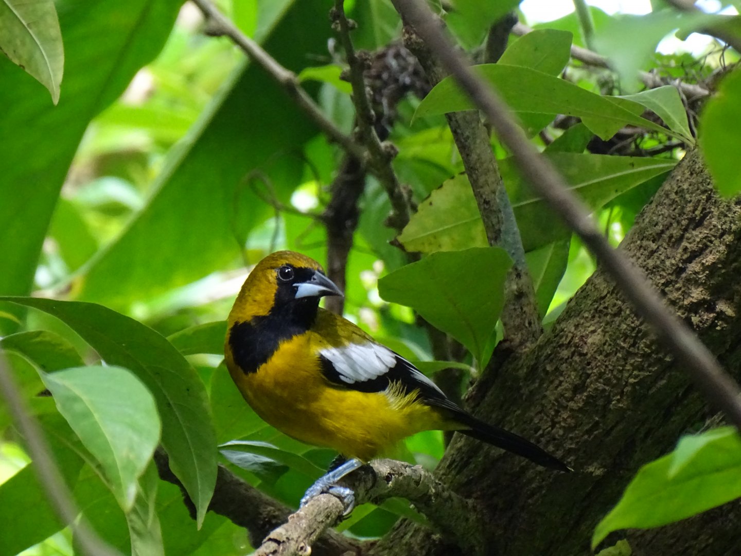 Jamaican oriole (Icterus leucopteryx) Wild in Jamaica