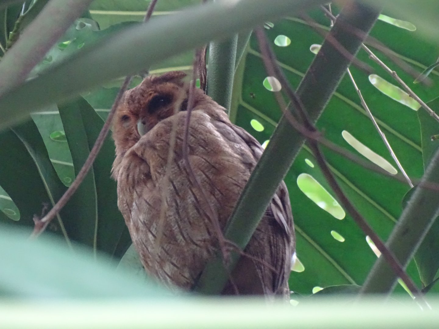 Jamaican owl (Pseudoscops grammicus) Wild in Jamaica