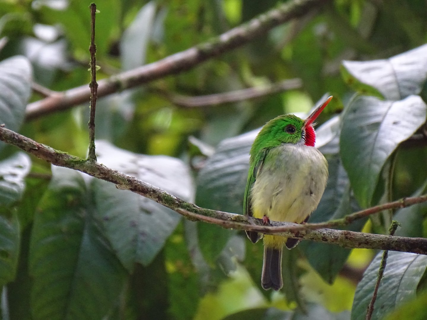 Jamaican tody (Todus todus) Wild in Jamaica